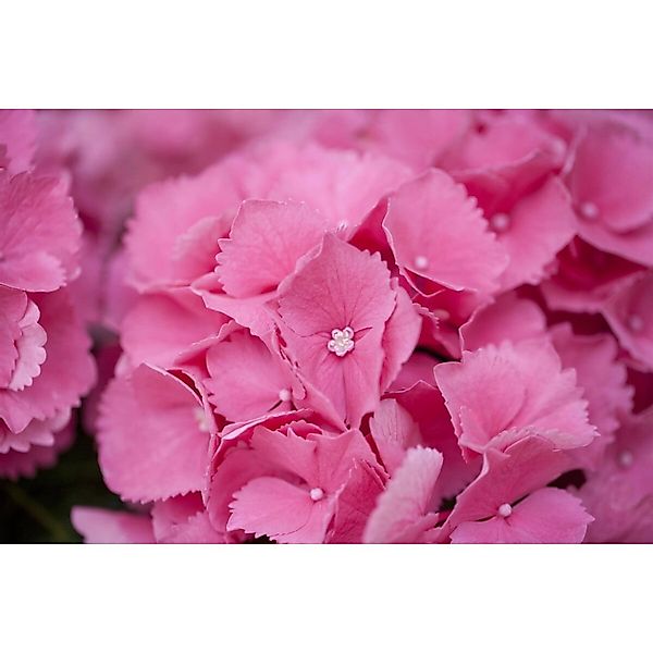 Hydrangea Mac. Bauernhortensie Schöne Bautznerin 30-40 cm günstig online kaufen