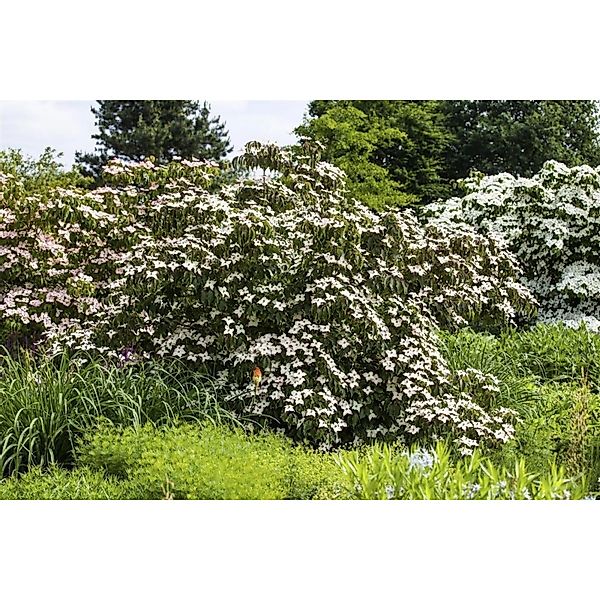 Cornus Kousa Cappucino Japanischer Blumen-Hartriegel 125–150 cm günstig online kaufen