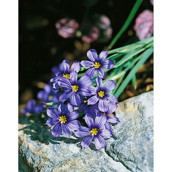 Sisyrinchium Bellum Blaubinse Ca. 9x9 cm Topf günstig online kaufen