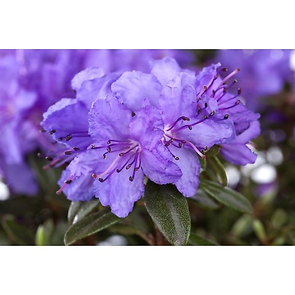 Rhododendron Hippophaeoides Blue Silver Blau-Silber 20–25 cm günstig online kaufen