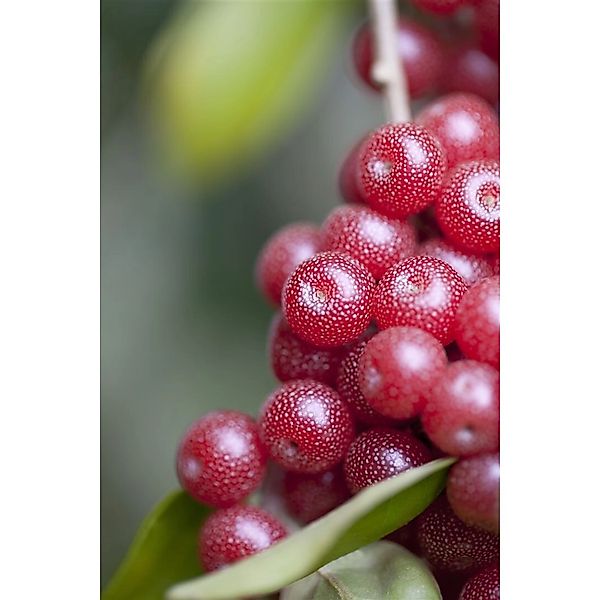 Elaeagnus Multiflora Goumi 100–125 Cm Essbare Früchte günstig online kaufen