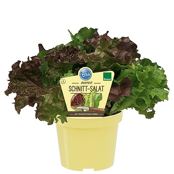 Blu Bio-Schnitt-Salat Topf-Ø ca. 12 cm Lactuca sativa var. crispa günstig online kaufen