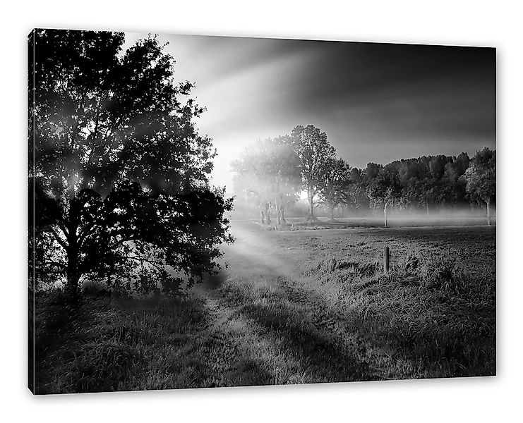 Pixxprint Leinwandbild schöne Lichtung im Wald, schöne Lichtung im Wald (1 günstig online kaufen