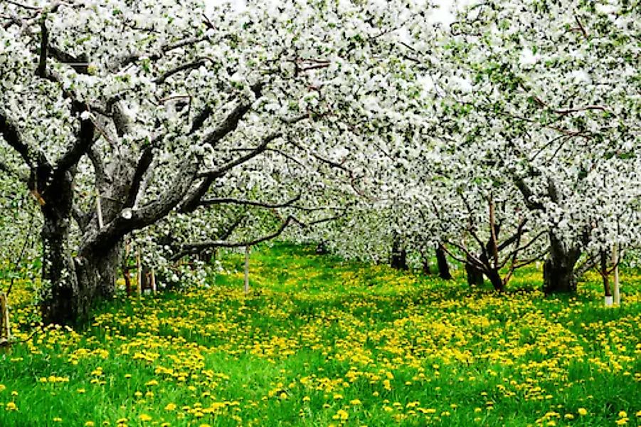 Papermoon Fototapete »Blumenwiese mit Bäumen« günstig online kaufen