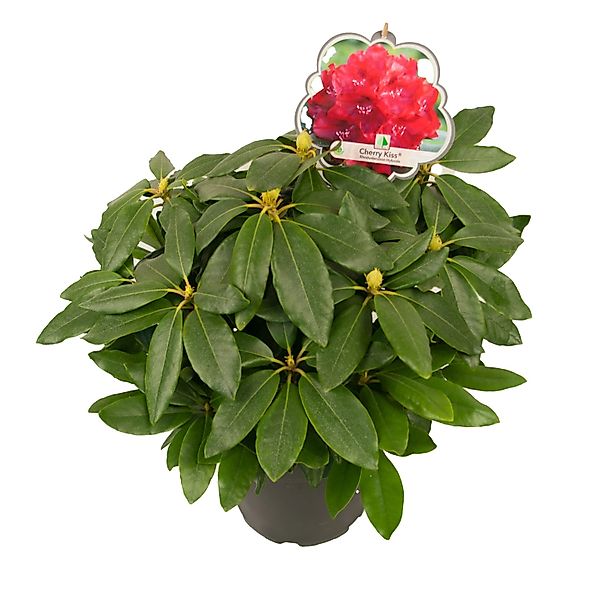 Großblumige AlpenroseCherry Kiss Höhe ca. 20 - 40 cm Topf ca. 7,5 l Rhodode günstig online kaufen