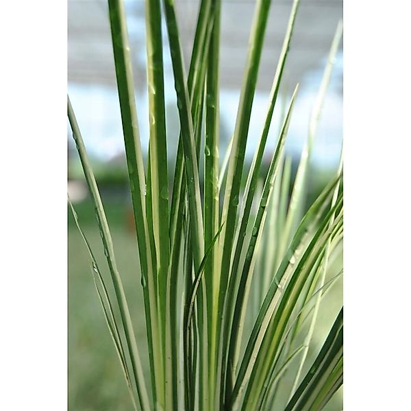 Acorus Gramineus Variegatus Kalmus Grün-Weiß 2 Liter Container günstig online kaufen