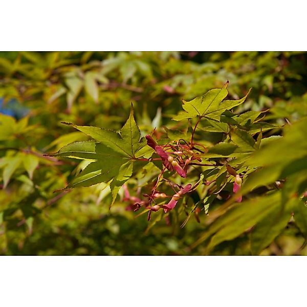 Acer Palmatum Osakazuki Japanischer Ahorn Leuchtend Rot 80–100 cm günstig online kaufen