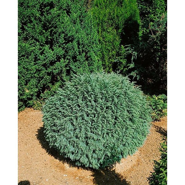 Chamaecyparis lawsoniana 'Rimpelaar' 15-20 cm günstig online kaufen