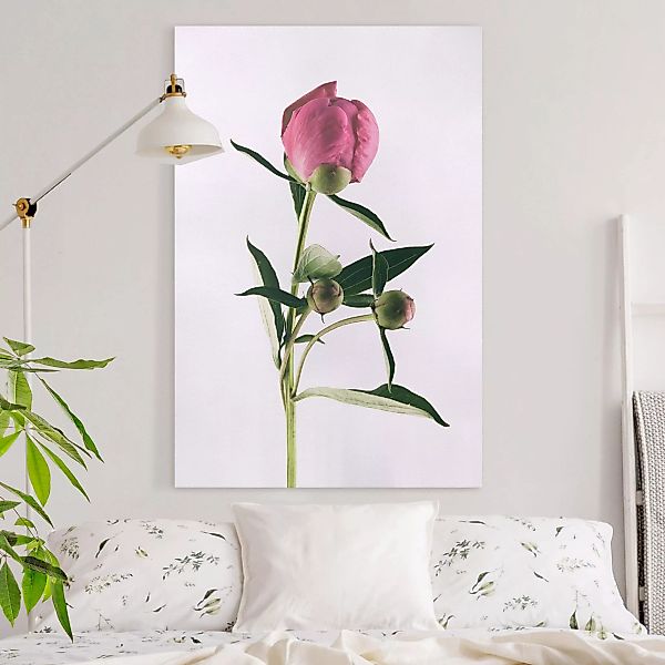 Leinwandbild Blumen - Hochformat Pfingstrose Pink auf Weiß günstig online kaufen
