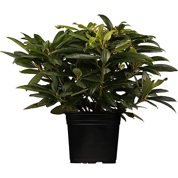 Rhododendron Belami Rosa-Weiß Höhe ca. 30 - 40 cm Topf ca. 5 l Rhododendron günstig online kaufen