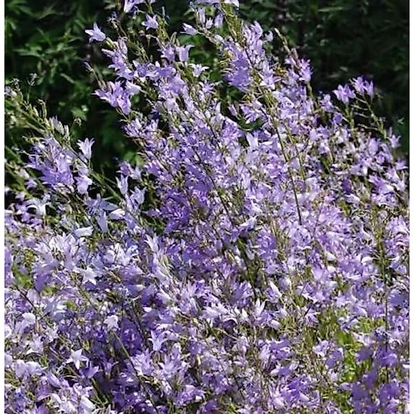 Rapunzel Glockenblume - Campanula rapunculus günstig online kaufen
