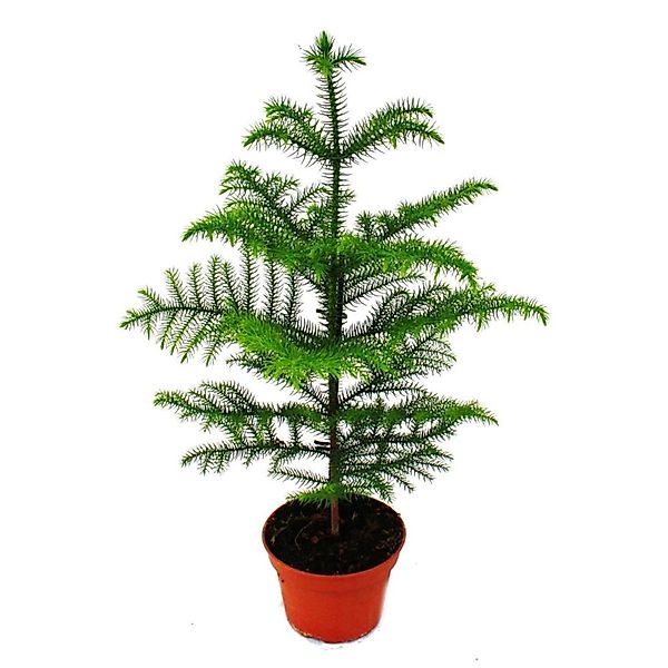 Exotenherz Zimmerpflanze Zimmertanne - Araucaria heterophylla - 15cm Topf - günstig online kaufen