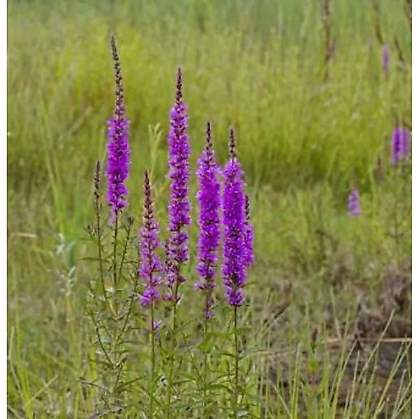 Gewöhnlicher Blutweiderich - Lythrum salicaria günstig online kaufen