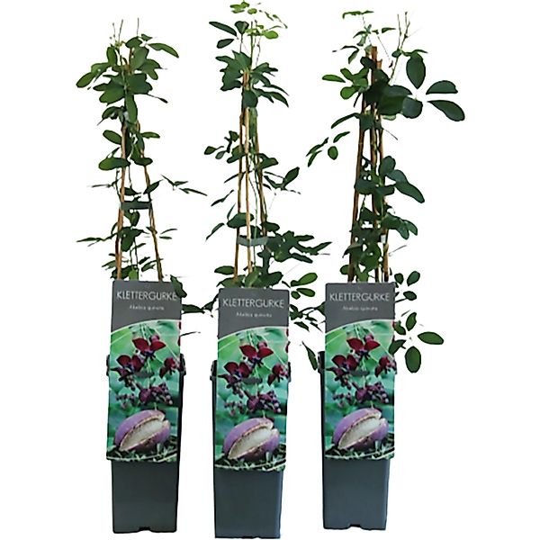 Fingerblättrige Akebie Höhe ca. 40 - 60 cm Topf ca. 2, Akebia quinata günstig online kaufen