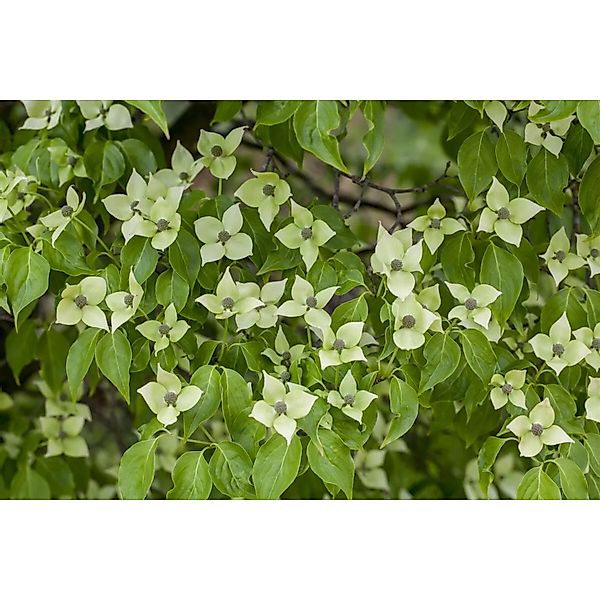 Cornus Kousa Chinensis China Girl Chinesischer Blumen-Hartriegel 125–150 cm günstig online kaufen