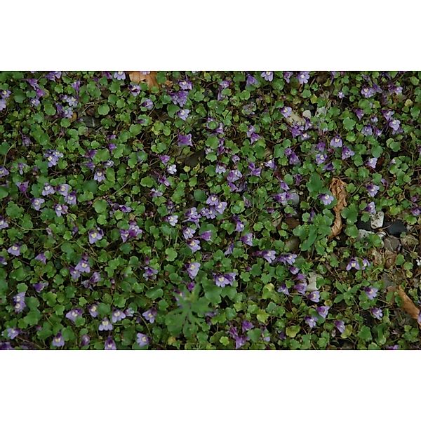 Cymbalaria Muralis Zimbelkraut Ca. 9x9 cm Topf Pflegeleicht günstig online kaufen