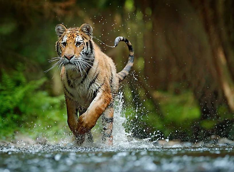 Papermoon Fototapete »Siberian Amur Tiger« günstig online kaufen