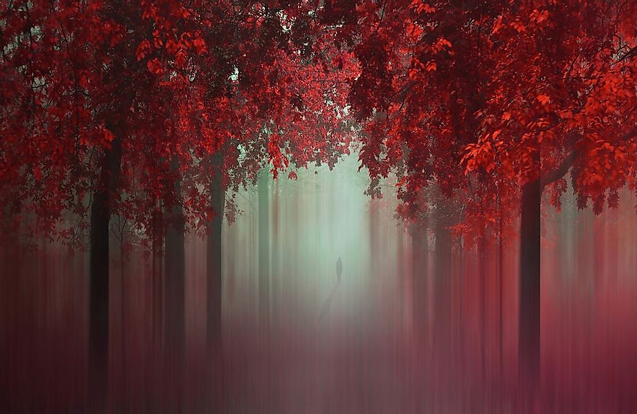 Papermoon Fototapete "Photo-Art ILDIKO NEER, AUS DER LIEBE WALD IN ROT" günstig online kaufen