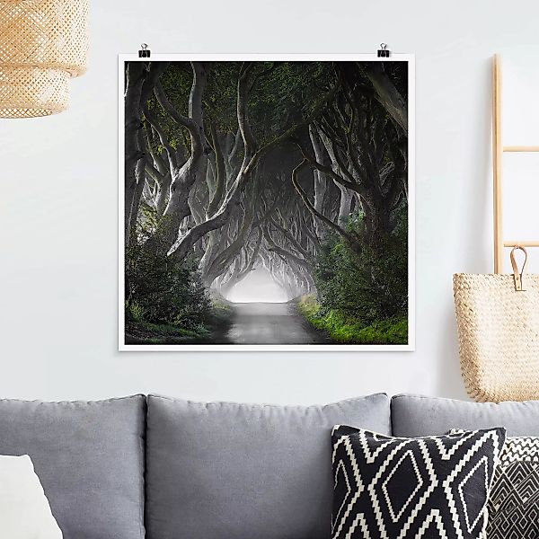 Poster - Quadrat Wald in Nordirland günstig online kaufen