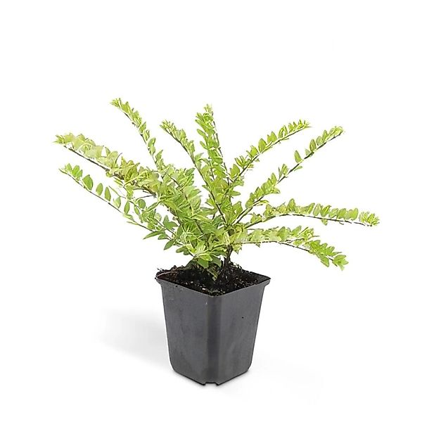 Exotenherz Bodendecker Heckenmyrthe Lonicera Nitida Maigrün 9cm Topf Set mi günstig online kaufen