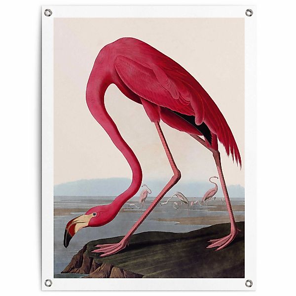 Reinders Poster "Audubon Flamingo", Garten - Rosa - Leinwand - Tiere - 60x8 günstig online kaufen