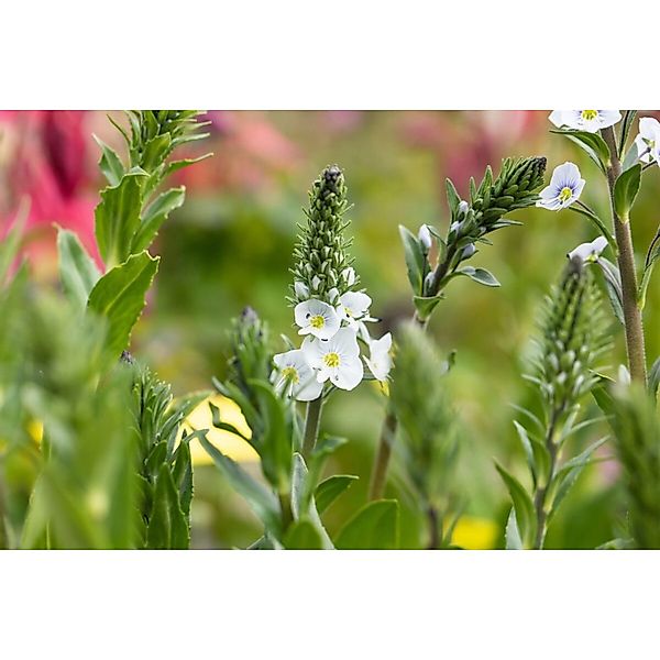 Veronica Gentianoides Ehrenpreis Ca. 9x9 cm Topf günstig online kaufen