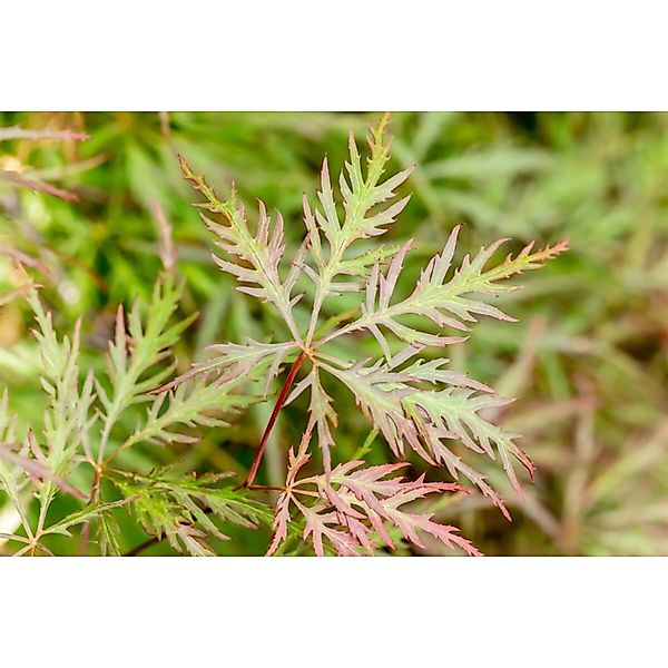 Acer Palmatum Dissectum Stella Rossa Japanischer Ahorn Rot 80–100 cm günstig online kaufen