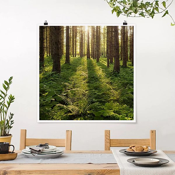 Poster - Quadrat Sonnenstrahlen in grünem Wald günstig online kaufen