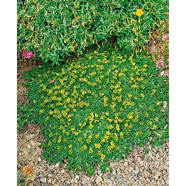Azorella Trifurcata Nana Polsterpflanze Ca. 9x9 cm Topf günstig online kaufen