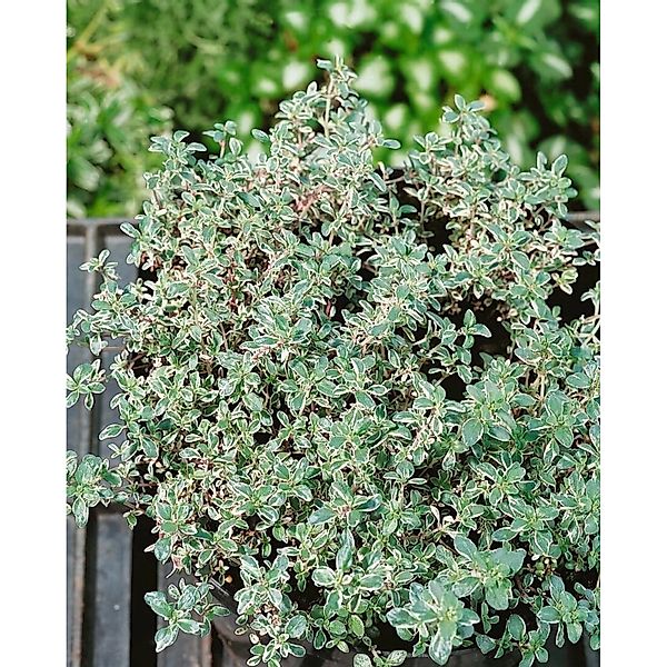 Thymus Vulgaris Silver Posie Echter Thymian Ca. 9x9 cm Topf günstig online kaufen