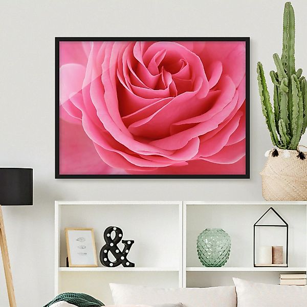 Bild mit Rahmen Blumen - Querformat Lustful Pink Rose günstig online kaufen