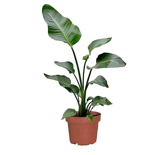 Green Me Up Zimmerpflanze Große Strelitzie, Wächst in Erde, Pflege gleich n günstig online kaufen