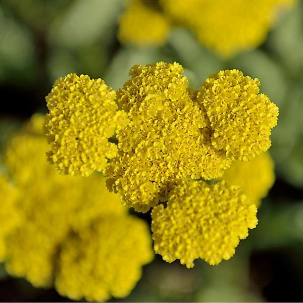 Goldquirlgarbe Moonshine - Achillea clypeolata günstig online kaufen