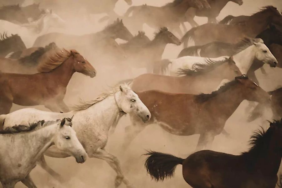 Papermoon Fototapete »Pferde Herde« günstig online kaufen