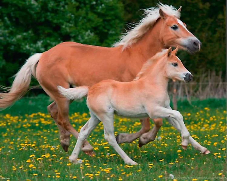 Papermoon Fototapete »Horses« günstig online kaufen