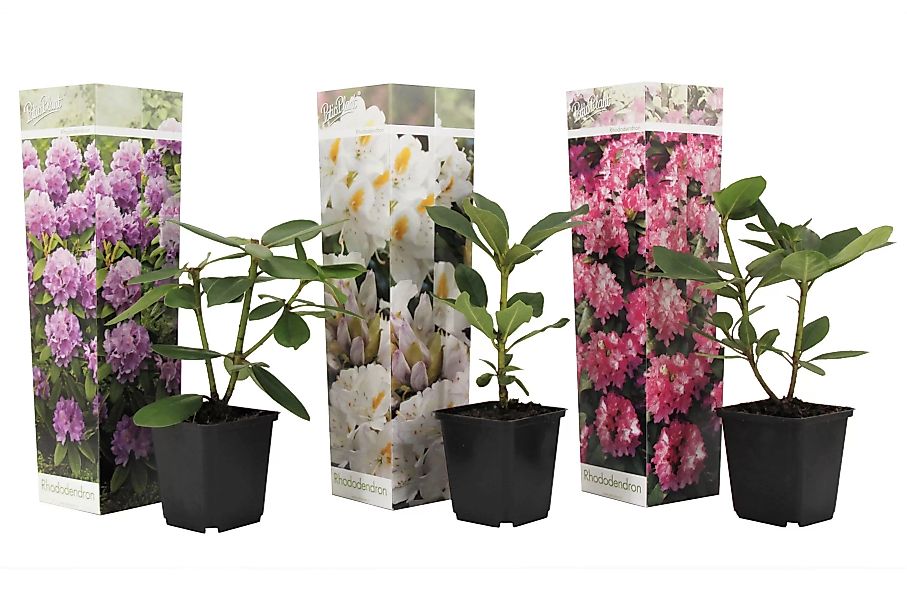 Perfect Plant | Mischung aus 3 Rhododendron-Sträuchern günstig online kaufen
