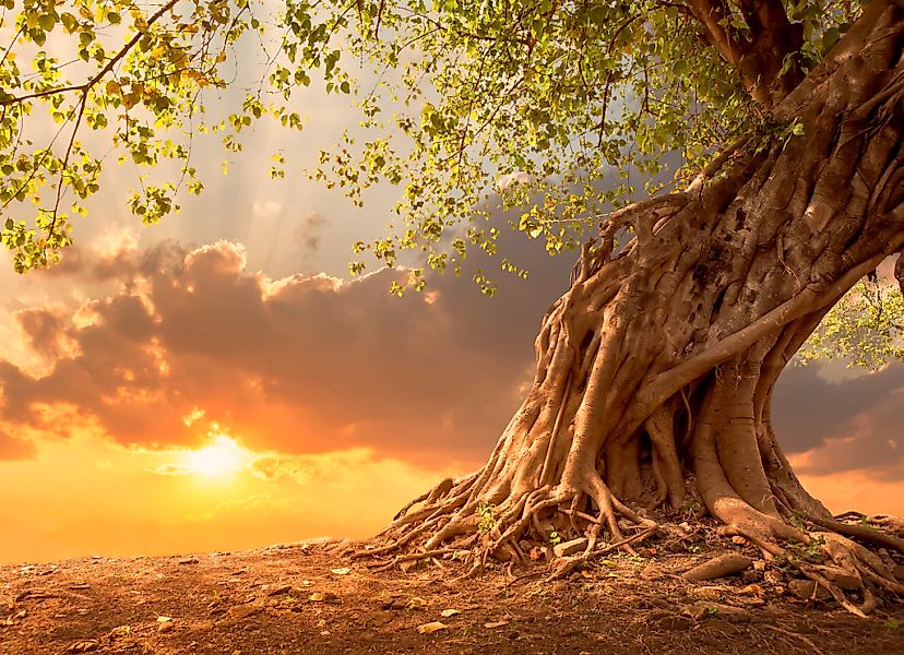 Papermoon Fototapete "Old Tree in Sunset" glatt günstig online kaufen