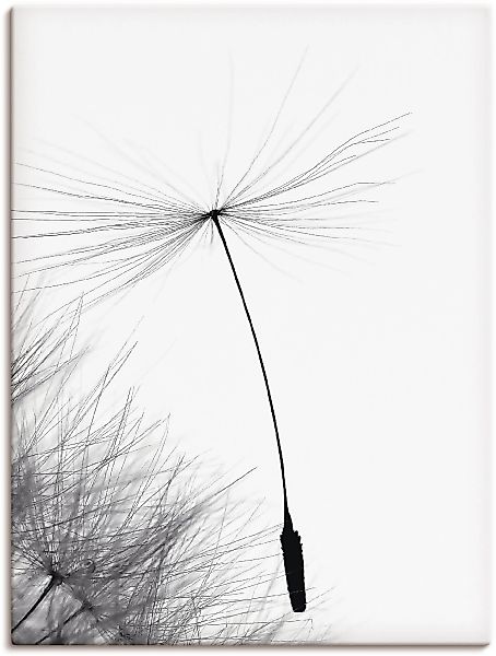 Artland Leinwandbild "Pusteblume Letzter Halt", Blumen, (1 St.), auf Keilra günstig online kaufen