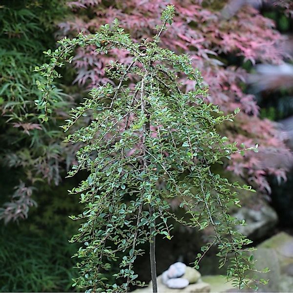 Hochstamm Zwergmispel Eichholz 40-60cm - Cotoneaster dammeri günstig online kaufen