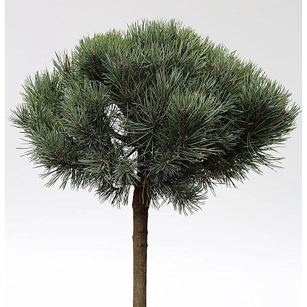 Hochstamm Silberkiefer 60-80cm - Pinus sylvestris günstig online kaufen