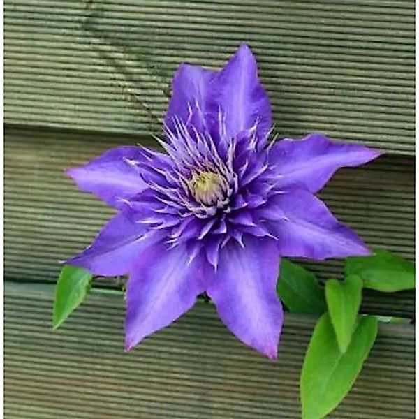 Waldrebe Multi Blue 125-150cm - Clematis günstig online kaufen