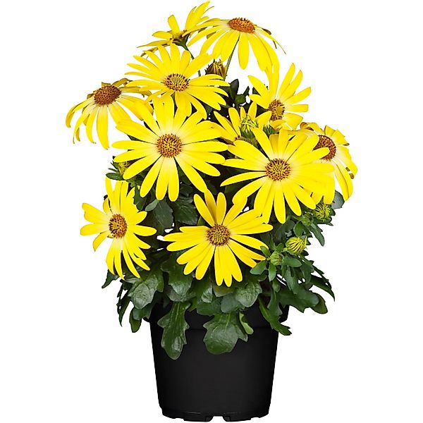 Kapkörbchen Margerita Gelb Topf-Ø 12 cm Osteospermum ecklonis günstig online kaufen
