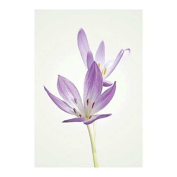 Komar Poster Autumn Crocus Blumen B/L: ca. 50x70 cm günstig online kaufen