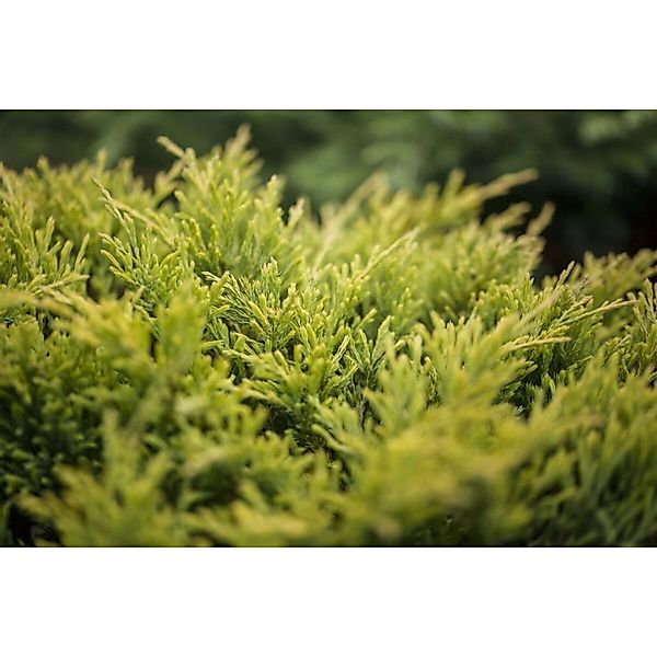 Juniperus Horizontalis Limeglow Kriech-Wacholder Gelbgrün 20–25 cm günstig online kaufen