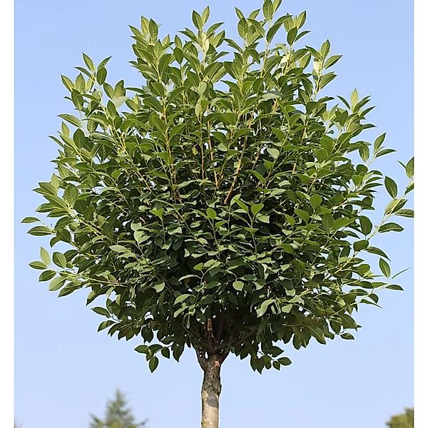 Hochstamm Steppenkirsche Globosa 40-60cm - Prunus fruticosa günstig online kaufen