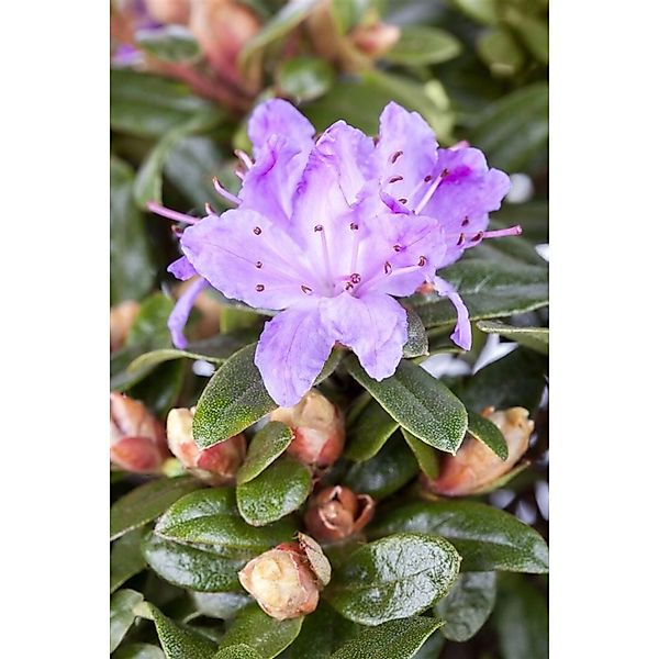 Rhododendron Impeditum Blue Tit Zwerg-Rhododendron Blau 15–20 cm günstig online kaufen