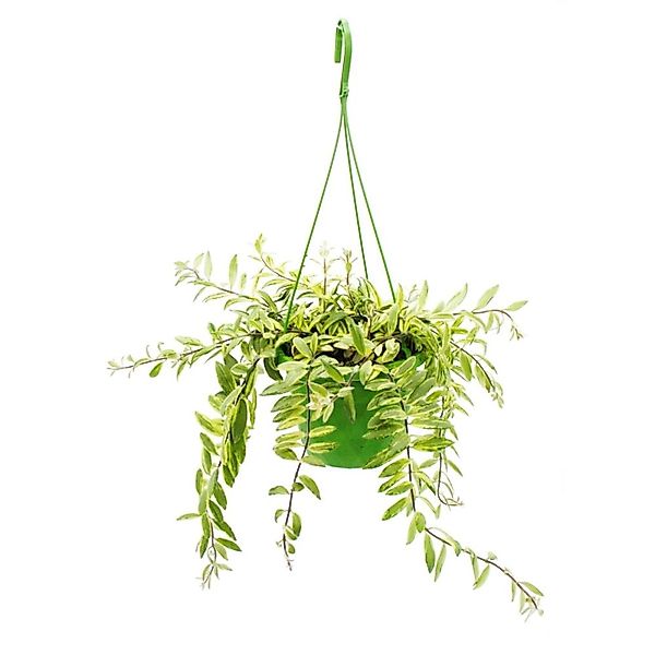 Exotenherz Zimmerpflanze zum Hängen Aeschynanthus Bicolor Panaschierte Scha günstig online kaufen