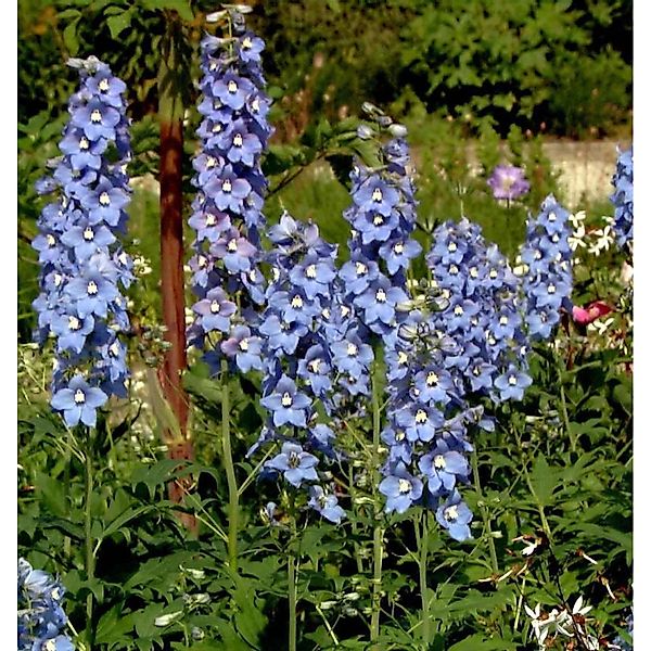 Hoher Rittersporn Berghimmel - Delphinium elatum günstig online kaufen