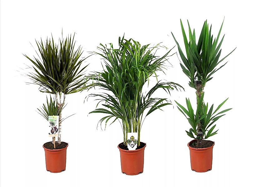 Perfect Plant | 3er-Set XL Zimmerpalmen günstig online kaufen