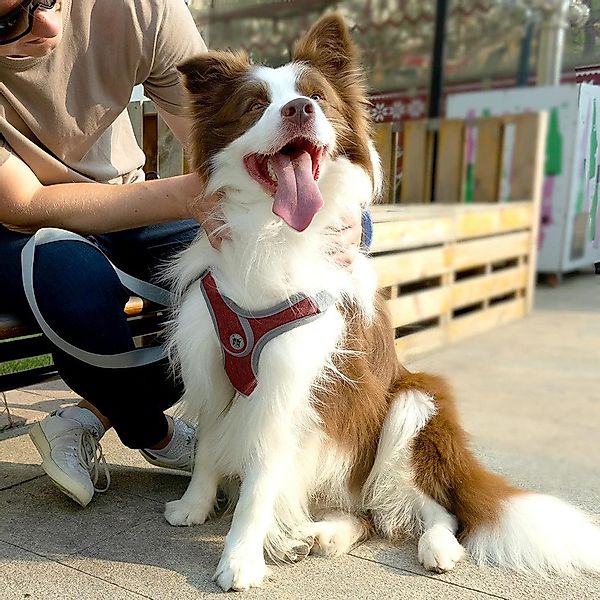 Beaface Hunde-Geschirr Verstellbares Comfort Geschirr sicherheitsgeschirr- günstig online kaufen